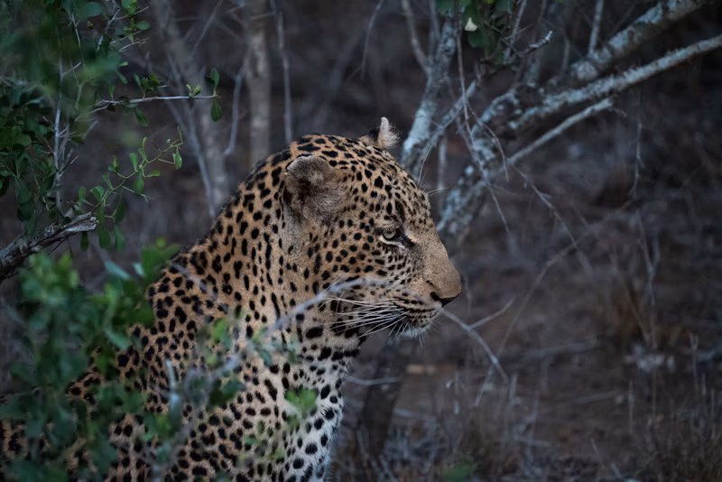 Wildlife at Yala