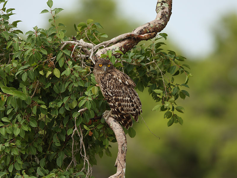 Bird Watching