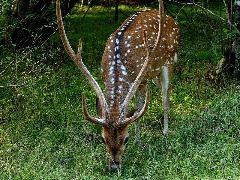 Deer Sighting