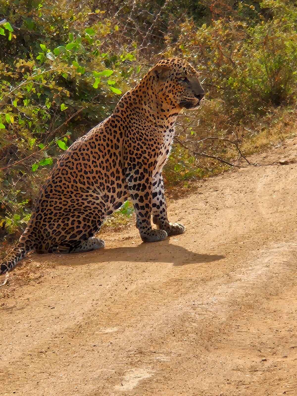 Leopard Sighting at Yala