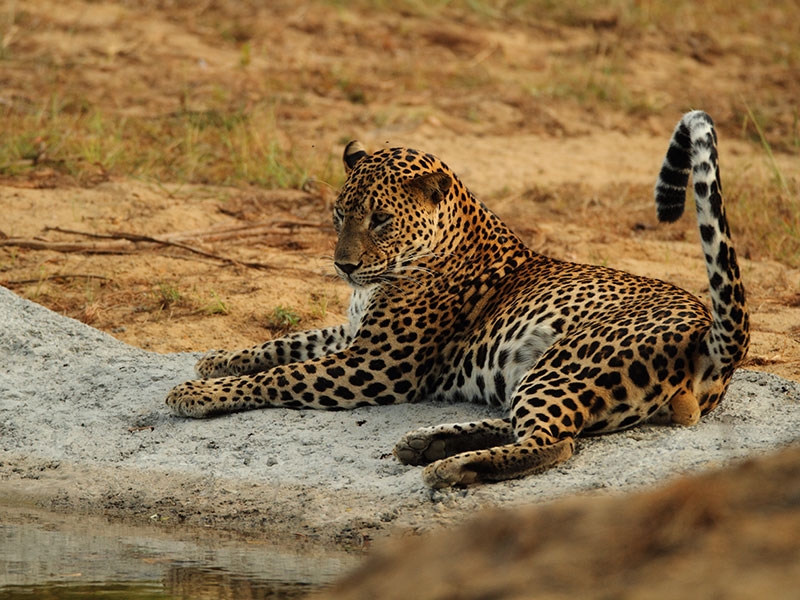 Leopard spotted on Yala Safari